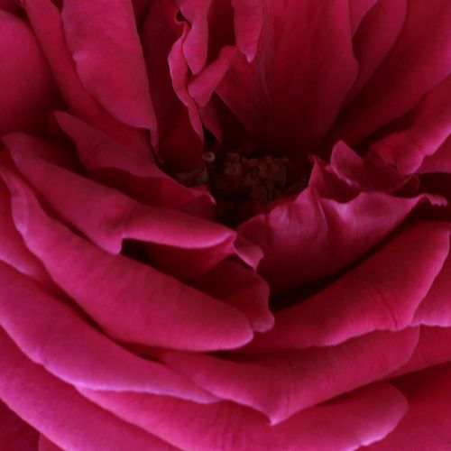 Rosa Volcano™ - trandafir cu parfum discret - Trandafir copac cu trunchi înalt - cu flori teahibrid - roșu - Luciano Moro - coroană dreaptă - ,-